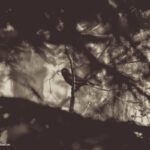 Photography by Matic Jelovčan, www.mjd.si